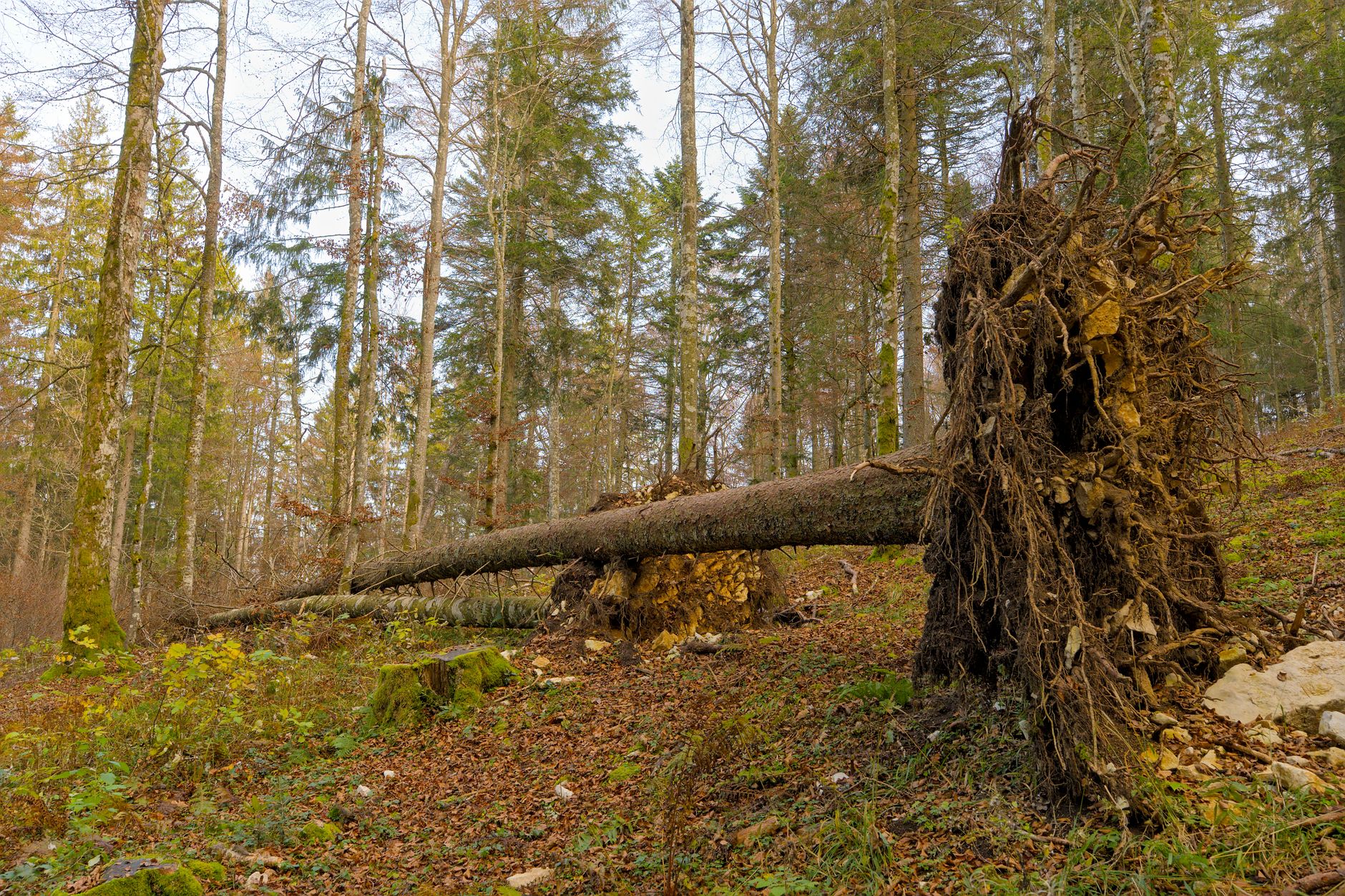 Enlèvement arbre urgence à Dunkerque